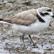 Snowy Plover
